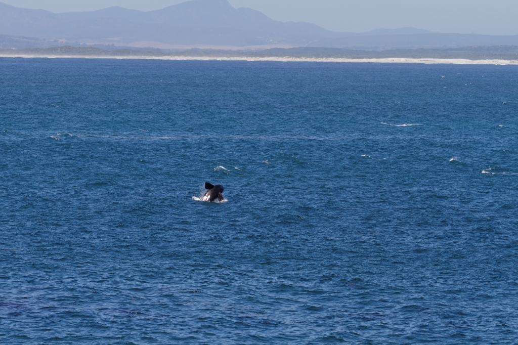 01- Hermanus (8).jpg